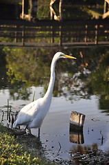 Image showing heron looking for fish