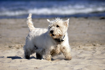 Image showing Dog at the beach