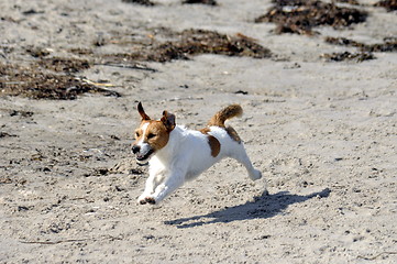 Image showing Dog at the beach