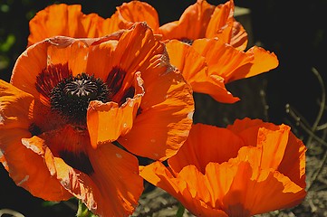 Image showing Poppyflower