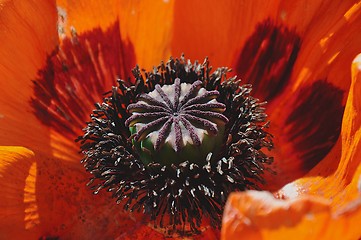 Image showing poppy