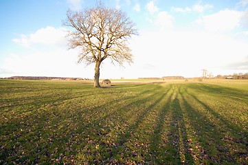Image showing tree on a field