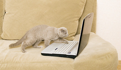 Image showing cat and laptop