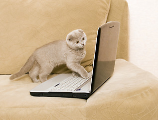 Image showing cat and laptop