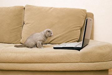 Image showing cat and laptop