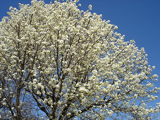 Image showing Trees Bloom