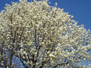 Image showing Blooming In Spring