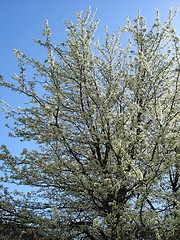 Image showing Trees In Spring