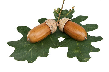 Image showing acorn