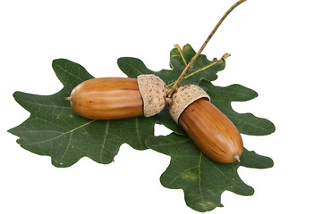 Image showing acorn