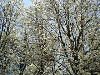 Image showing Spring Is Here