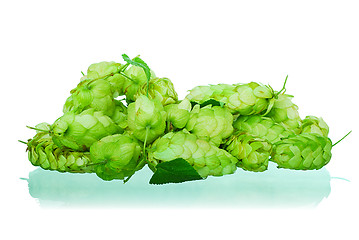 Image showing golden hops on white