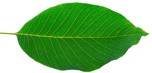 Image showing leaf of walnut