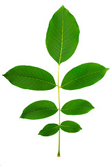 Image showing leaf of walnut