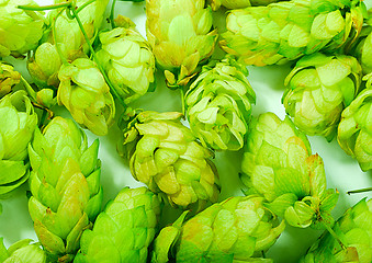 Image showing golden hops on white