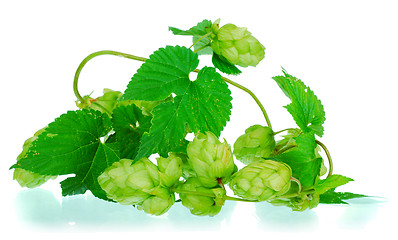 Image showing golden hops on white