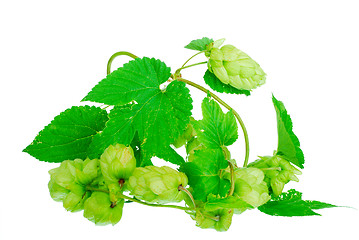 Image showing golden hops on white