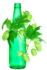 Image showing golden hops on white