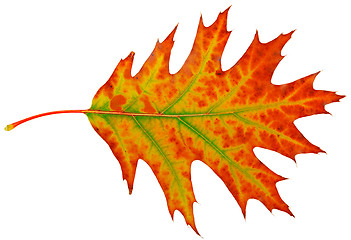 Image showing autumn maple-leaf