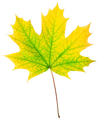 Image showing autumn maple-leaf