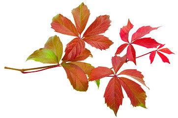 Image showing autumn vine leaf