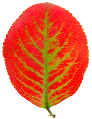 Image showing autumn leaf