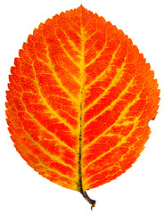 Image showing autumn leaf