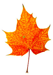 Image showing autumn maple-leaf