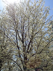 Image showing White Flower Trees