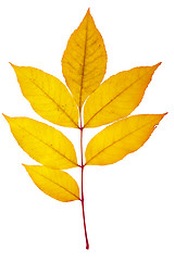 Image showing autumn leaf