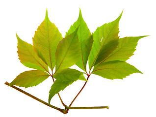 Image showing autumn vine leaf