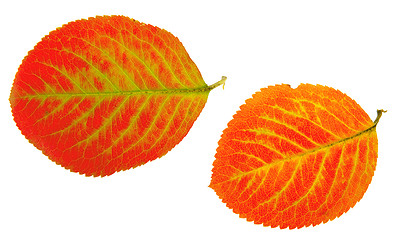 Image showing autumn leaf