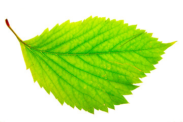 Image showing autumn leaf