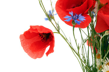 Image showing Wild summer flowers