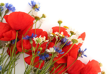 Image showing Wild summer flowers