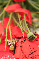 Image showing Wild summer flowers