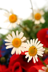 Image showing Wild summer flowers