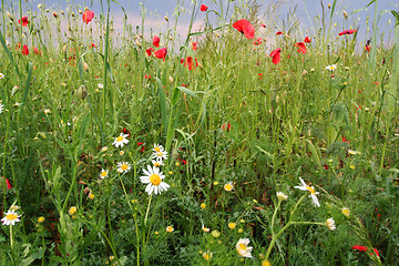 Image showing Summer meadow