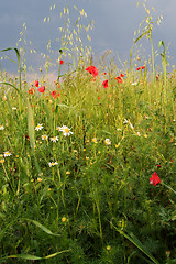 Image showing Summer meadow