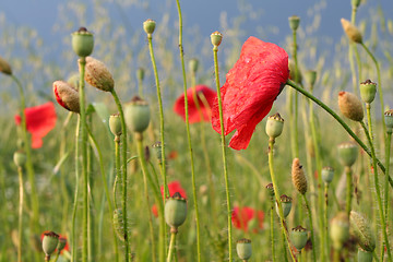 Image showing Summer meadow