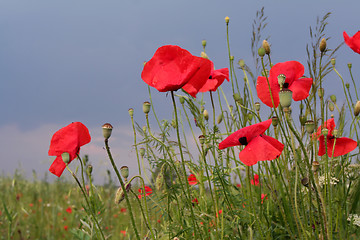 Image showing Summer meadow