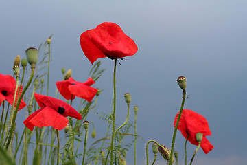 Image showing Summer meadow