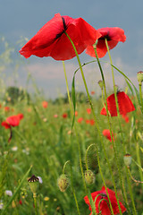 Image showing Summer meadow