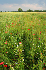 Image showing Summer meadow