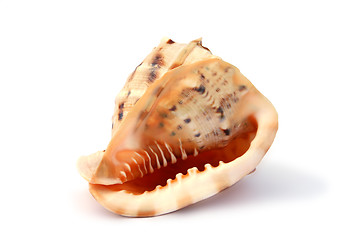 Image showing Shells