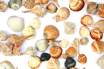 Image showing Shells