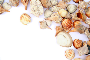 Image showing Shells