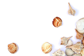 Image showing Shells