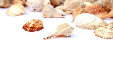 Image showing Shells