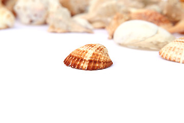 Image showing Shells